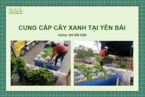 cung-cap-cay-xanh-yen-bai