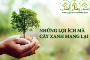 nhung-loi-ich-ma-cay-xanh-mang-lai