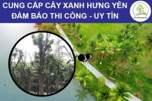 cung-cap-cay-xanh-hung-yen-dam-bao-thi-cong