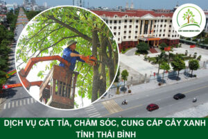 dich-vu-cat-tia-cham-soc-cay-xanh-thai-binh