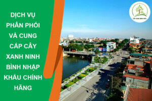 dich-vu-cay-canh-ninh-binh-nhap-khau-chinh-hang