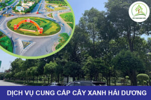 dich-vu-cung-cap-cay-xanh-hai-duong