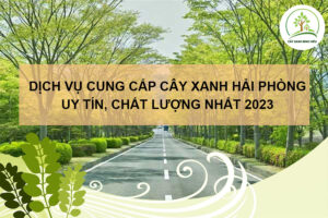 dich-vu-cung-cap-cay-xanh-hai-phong