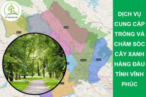 dich-vu-cung-cap-cay-xanh-hang-dau-vinh-phuc