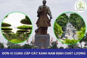 don-vi-cung-cap-cay-xanh-nam-dinh-chat-luong