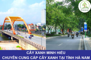 minh-hieu-chuyen-cung-cap-cay-xanh-tai-ha-nam