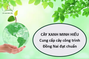 cay-xanh-minh-hieu-cung-cap-cay-cong-trinh-dong-nai