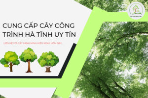 cung-cap-cay-cong-trih-ha-tinh-chuyen-nghiep-nhat-hien-nay