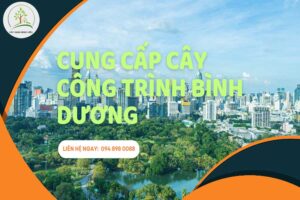 cung-cap-cay-cong-trinh-binh-duong-uy-tin