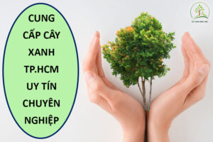 cung-cap-cay-cong-trinh-tphcm-chuyen-nghiep