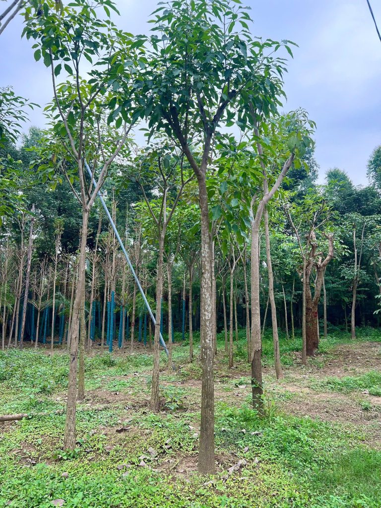 Cây Xanh Minh Hiếu