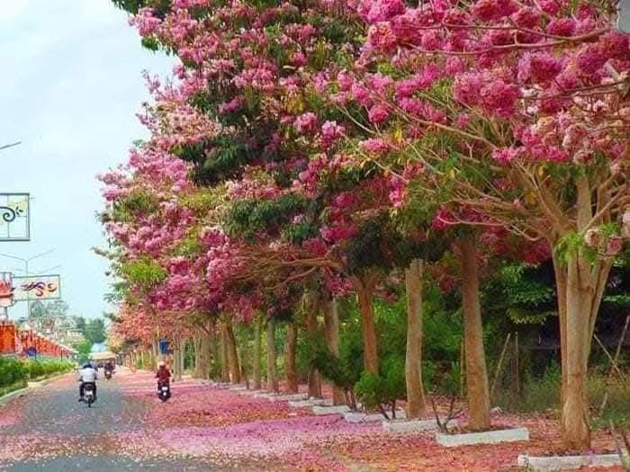 Cây Xanh Minh Hiếu