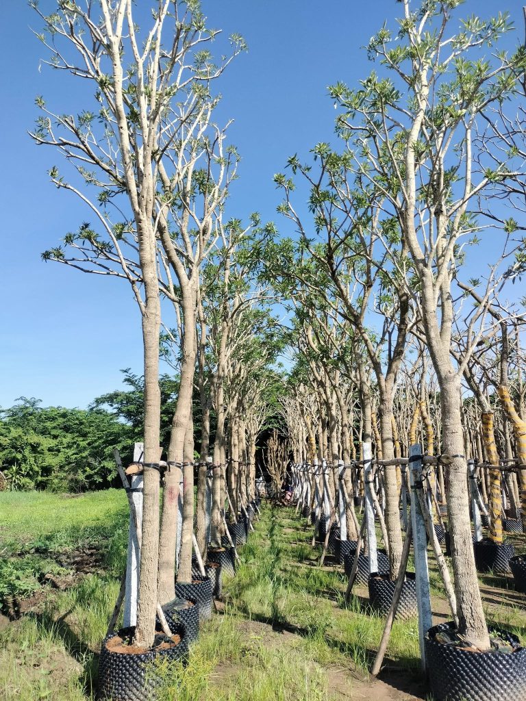 Cây Xanh Minh Hiếu