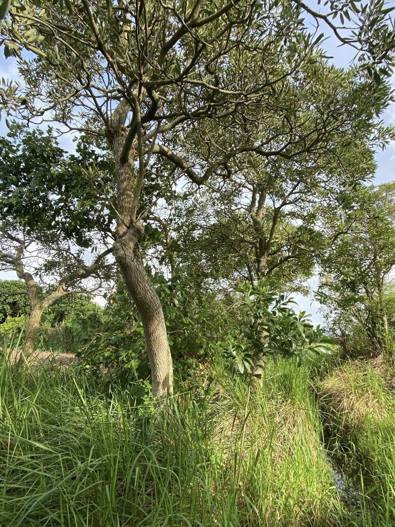 Cây Xanh Minh Hiếu