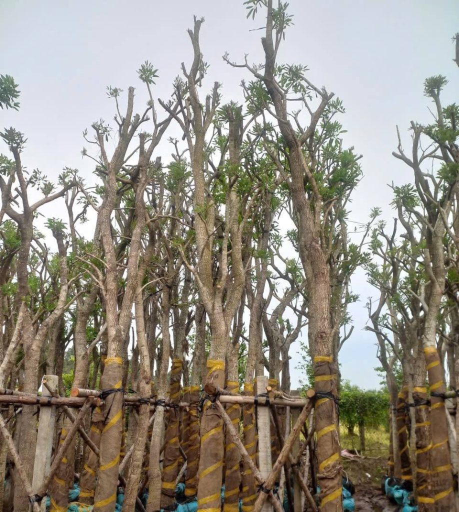 Cây Xanh Minh Hiếu