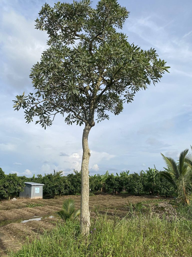 Cây Xanh Minh Hiếu
