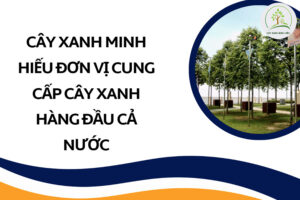 cung-cap-cay-cong-trinh-da-nang
