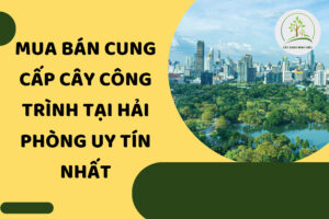 cung-cap-cay-cong-trinh-hai-phong-uy-tin