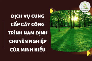 dich-vu-cung-cap-cay-cong-trinh-nam-dinh