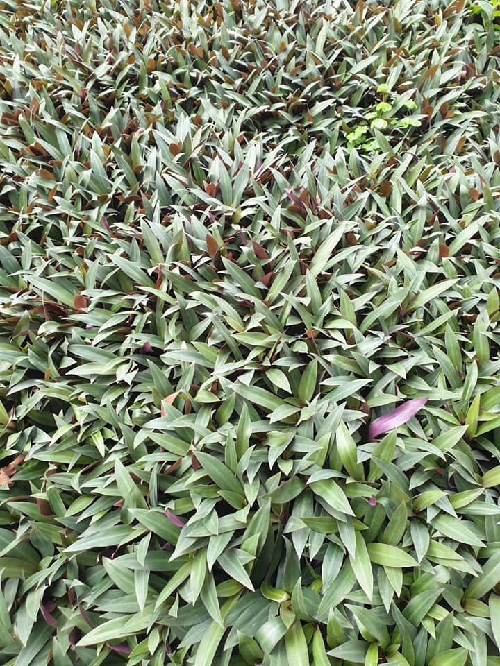 Cây Xanh Minh Hiếu