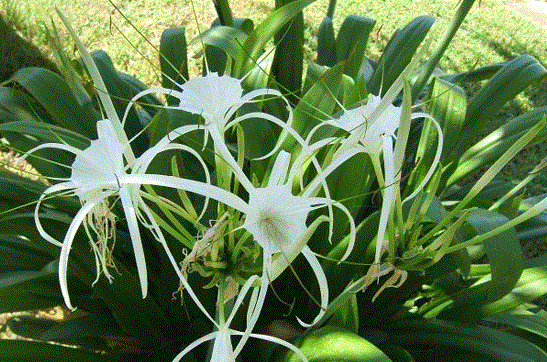 Cây Xanh Minh Hiếu