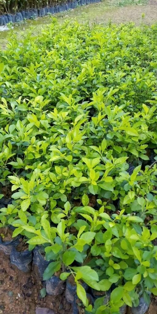 Cây Xanh Minh Hiếu