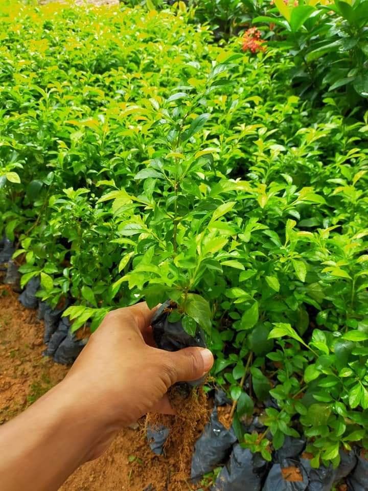 Cây Xanh Minh Hiếu