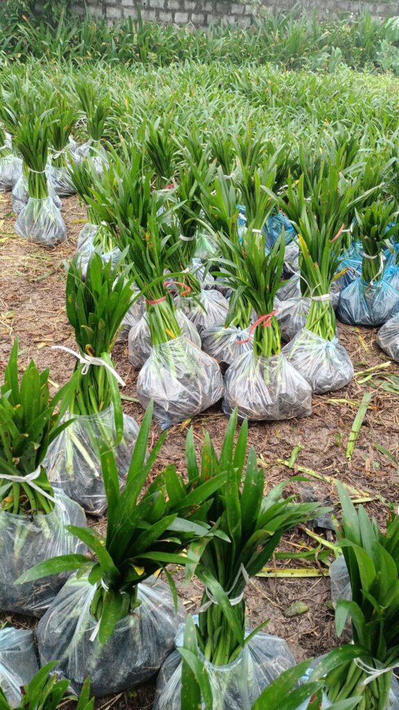 Cây Xanh Minh Hiếu