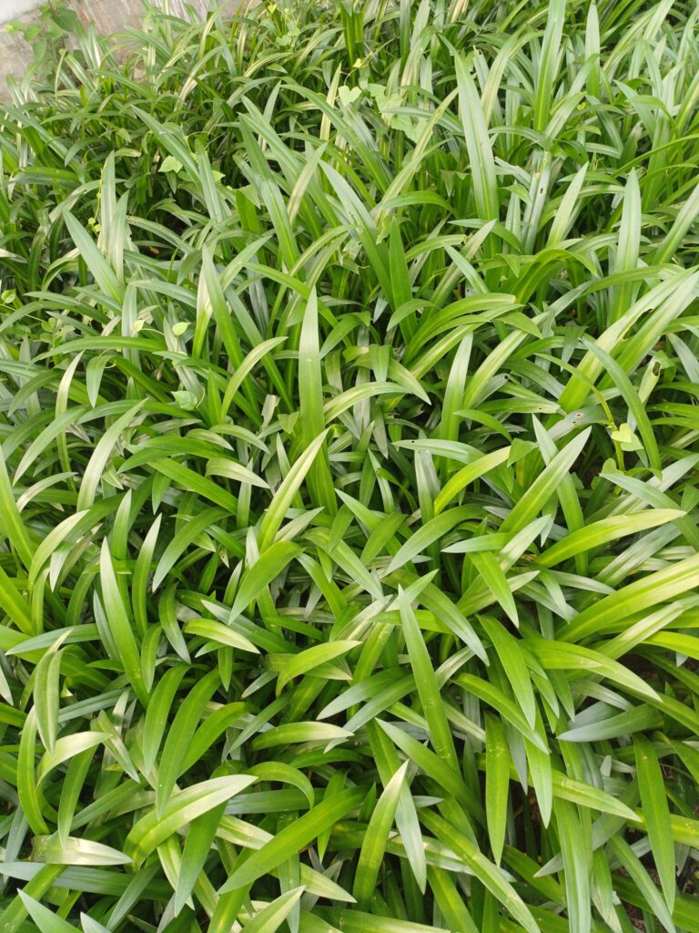 Cây Xanh Minh Hiếu