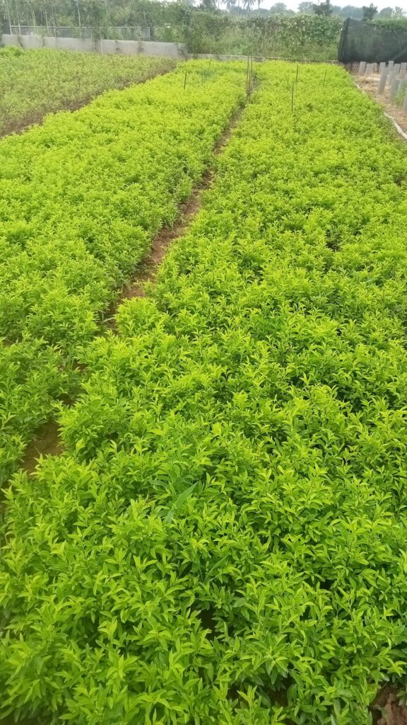 Cây Xanh Minh Hiếu