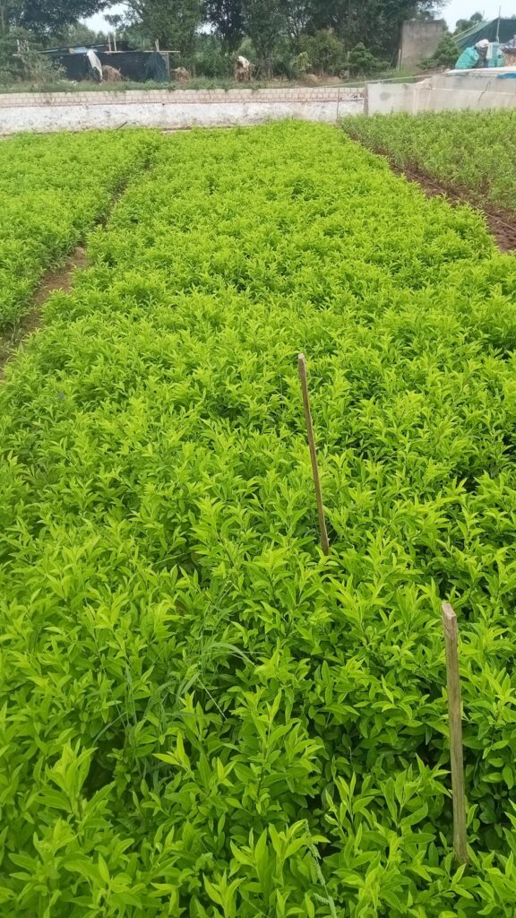 Cây Xanh Minh Hiếu