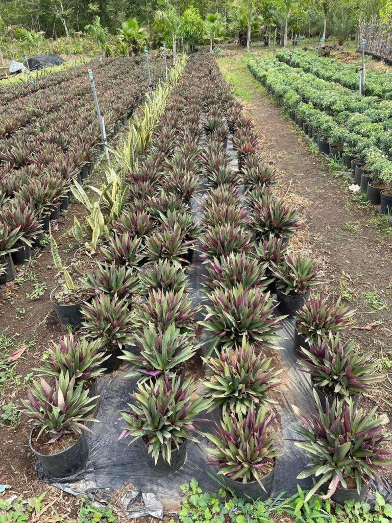 Cây Xanh Minh Hiếu