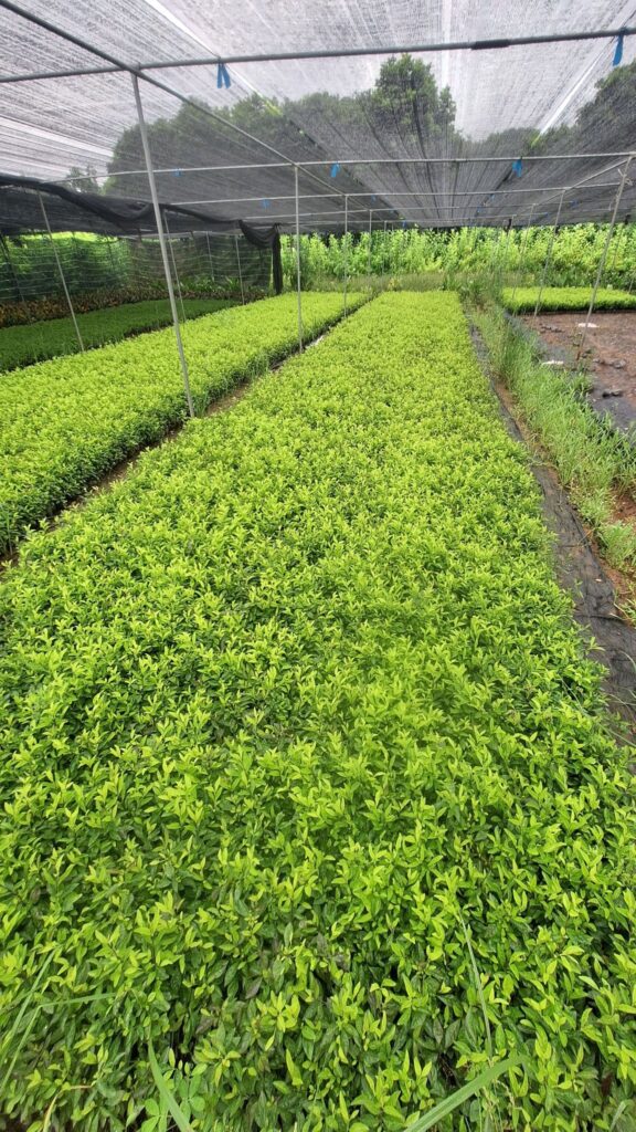 Cây Xanh Minh Hiếu