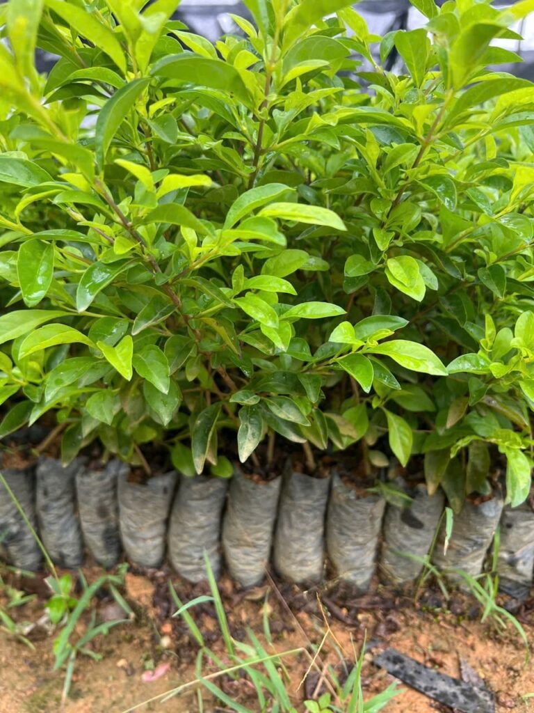 Cây Xanh Minh Hiếu