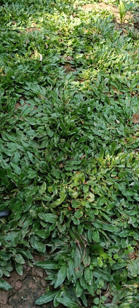 Cây Xanh Minh Hiếu