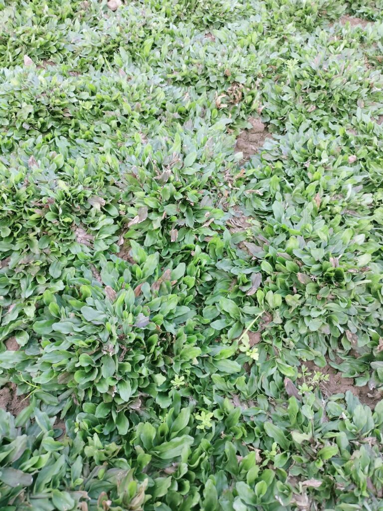 Cây Xanh Minh Hiếu