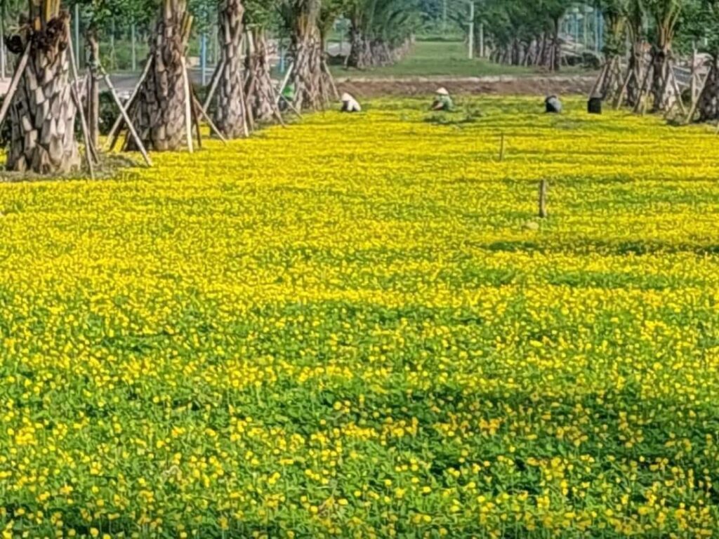 Cây Xanh Minh Hiếu