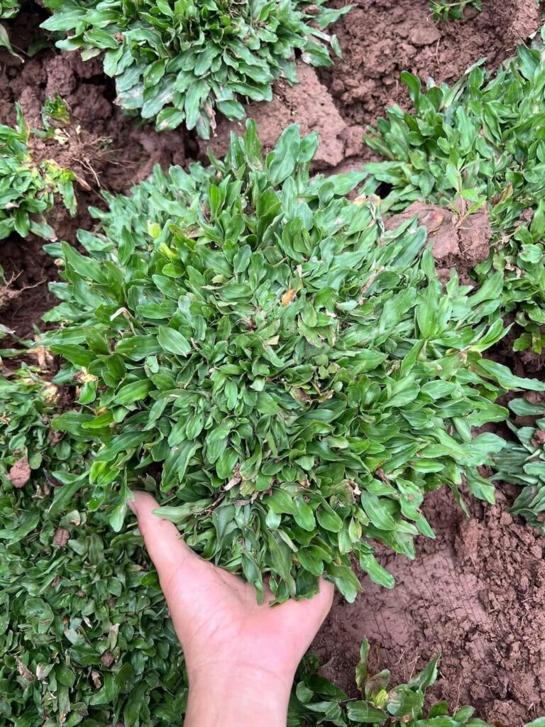 Cây Xanh Minh Hiếu