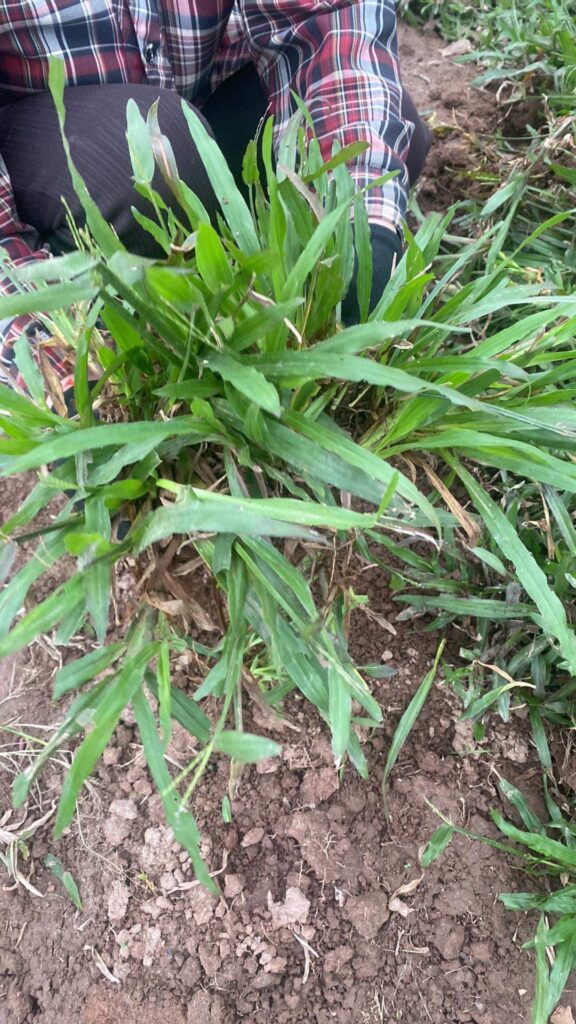 Cây Xanh Minh Hiếu