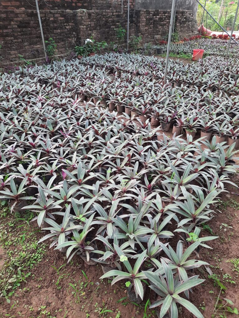 Cây Xanh Minh Hiếu