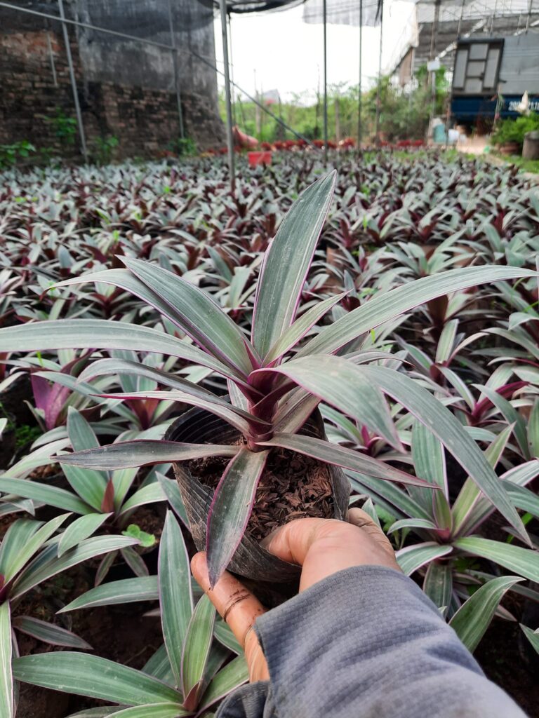 Cây Xanh Minh Hiếu