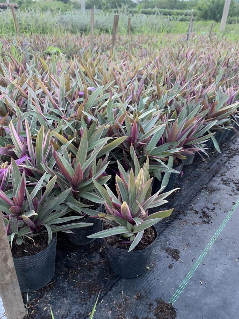 Cây Xanh Minh Hiếu