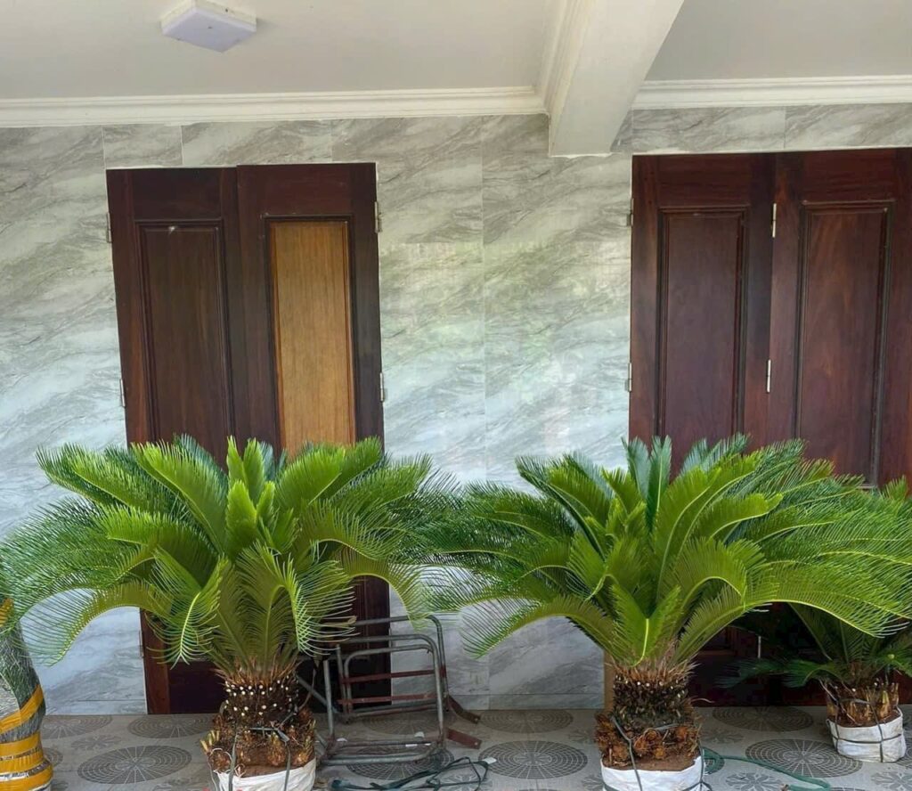 Cây Xanh Minh Hiếu