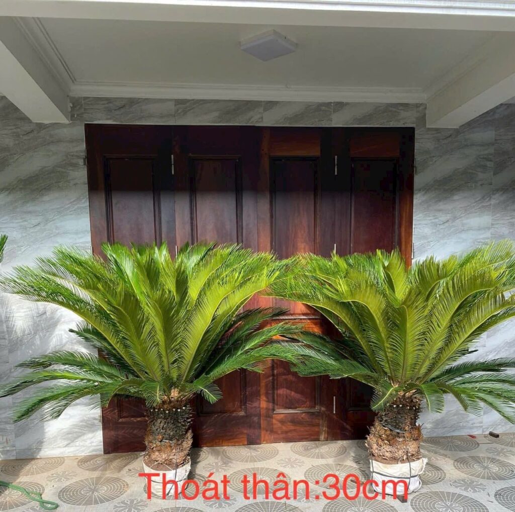 Cây Xanh Minh Hiếu