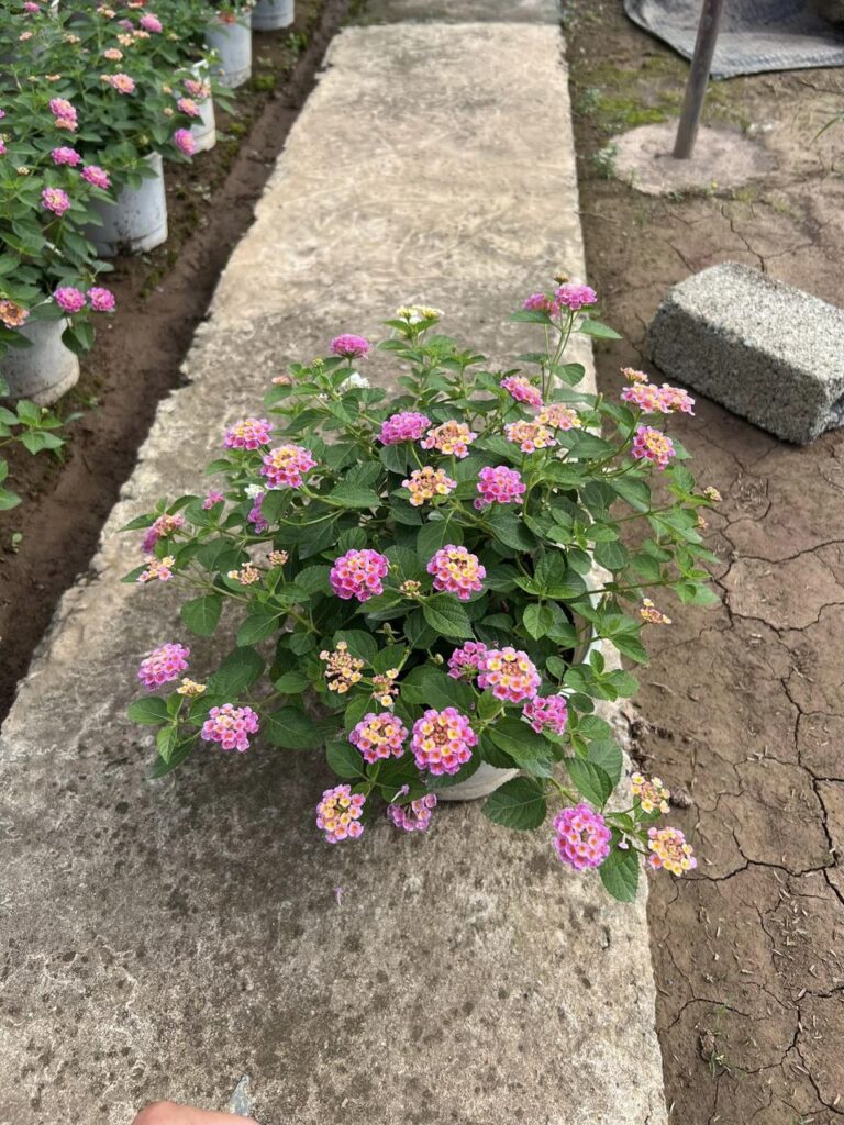 Cây Xanh Minh Hiếu