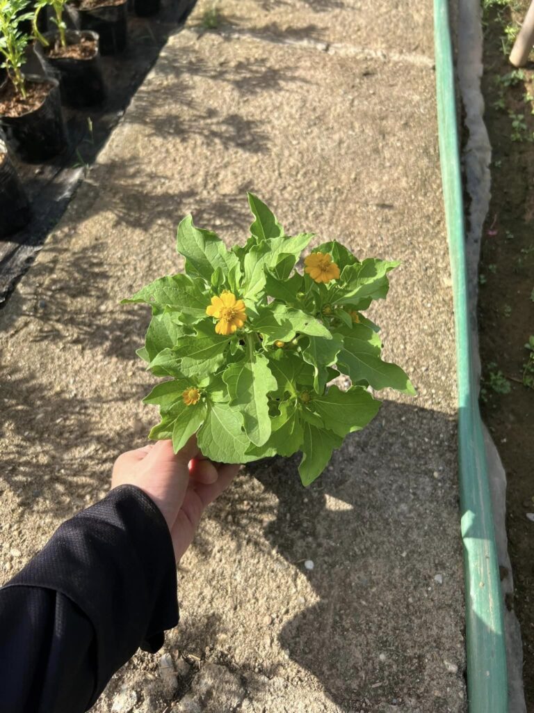 Cây Xanh Minh Hiếu