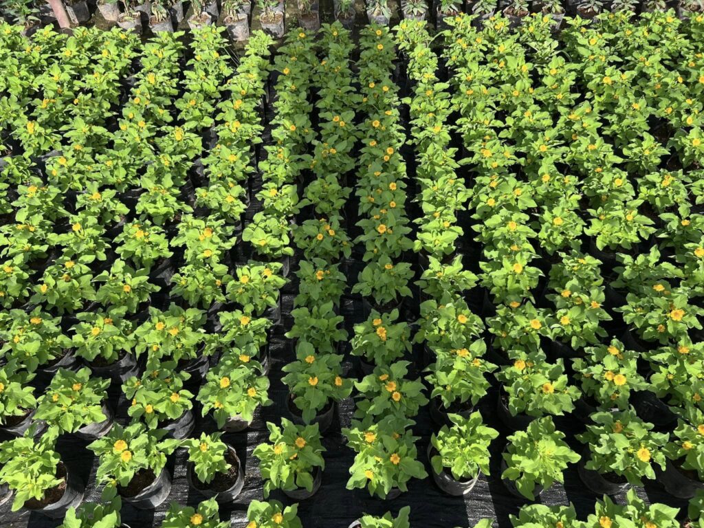 Cây Xanh Minh Hiếu