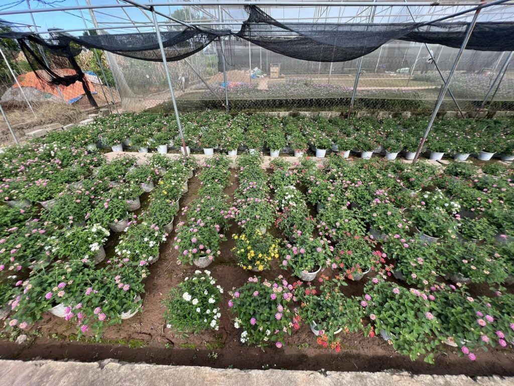 Cây Xanh Minh Hiếu