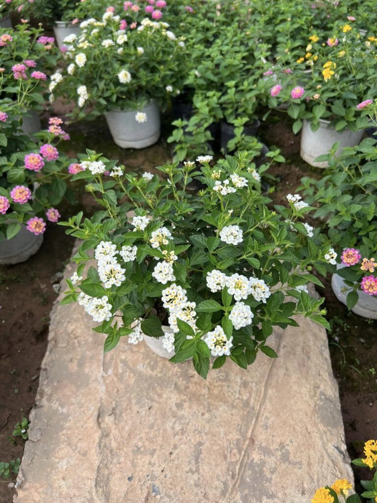 Cây Xanh Minh Hiếu