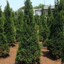 Cây Xanh Minh Hiếu